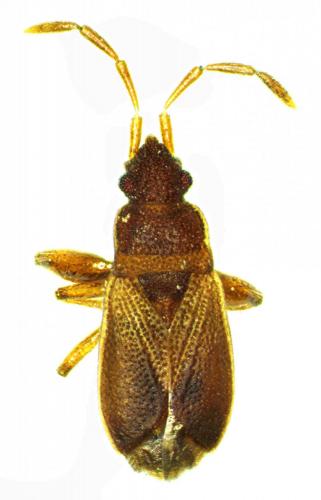 Notochilus ferrugineus